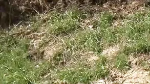 Woman stuck at home has sex with a delivery guy who knocks